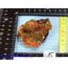 Crocoïte sur Goethite de 86g de Tasmanie