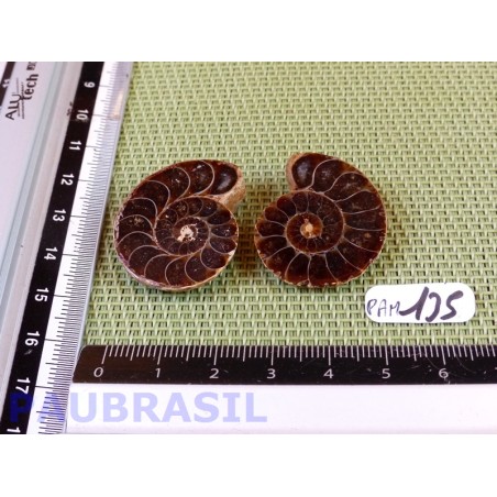 Paire d Ammonite Polie 13g