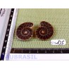 Paire d Ammonite Polie 13g