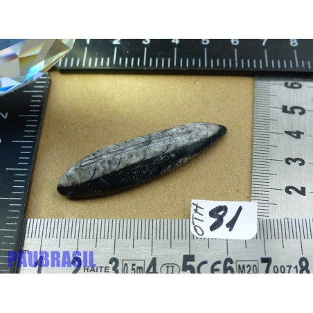 Orthoceras Poli du Maroc 10g